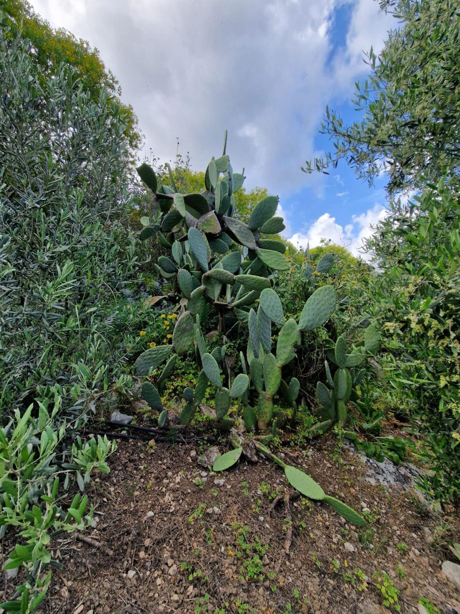 ArménoiStefanos Garden公寓 外观 照片
